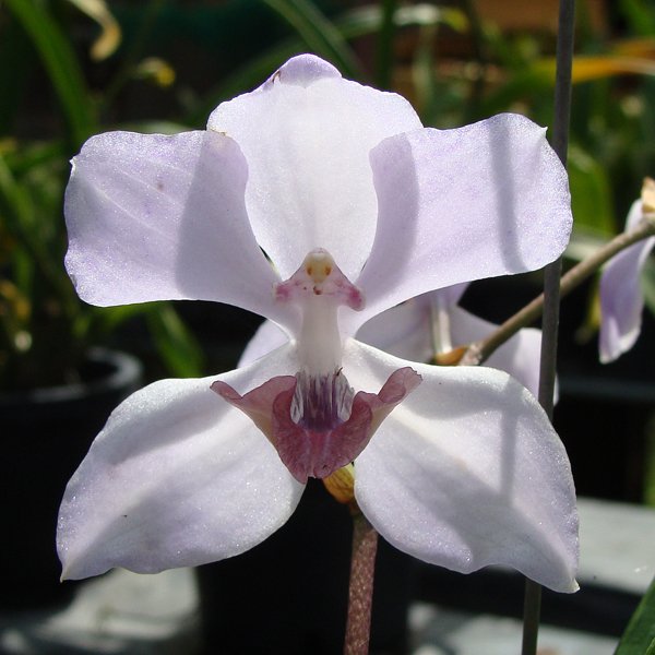 Acacallis cyanea (T28)