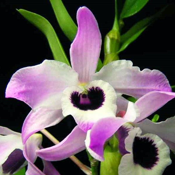 Dendrobium nobile × Mary Caine (T44)