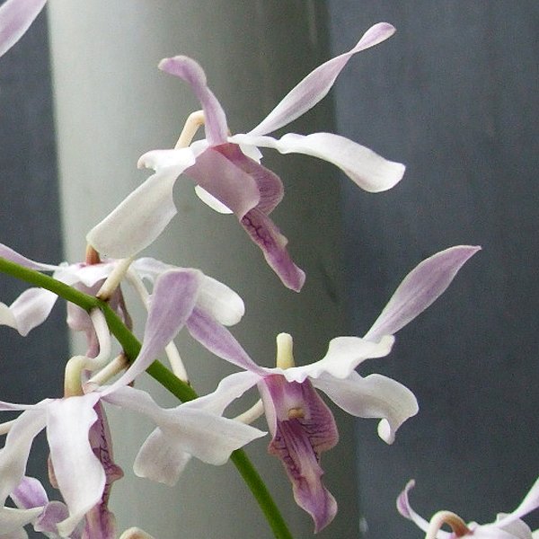 Dendrobium gouldii (T59)
