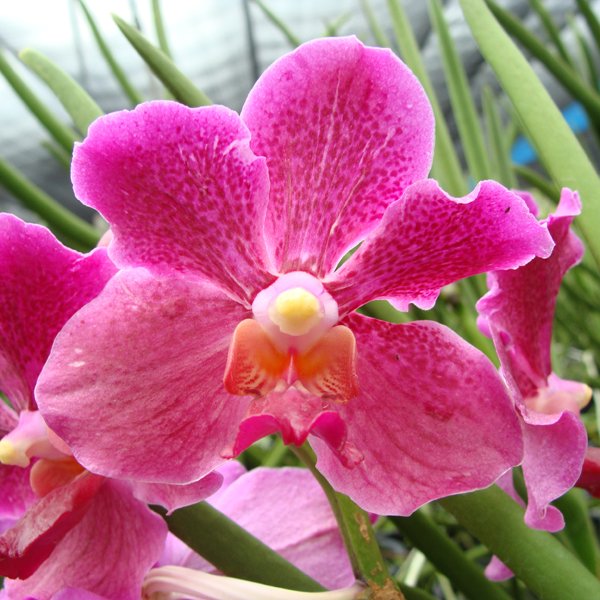 Vanda Mevr. L. Velthuis × Vanda Doctor Anek (V190)