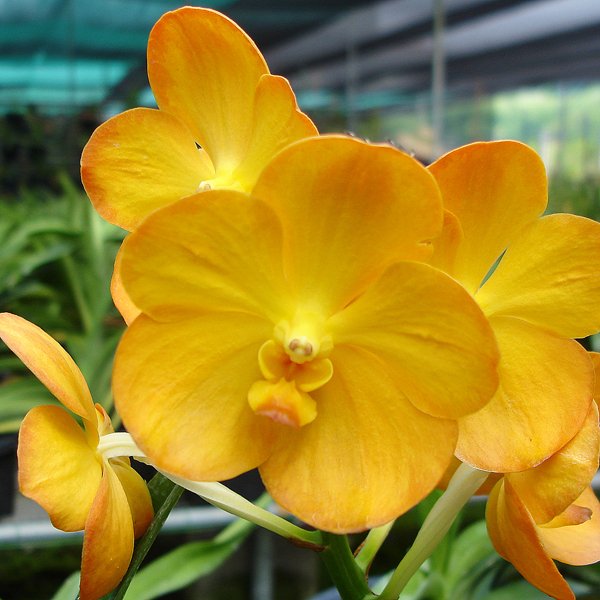 Ascocenda orchid