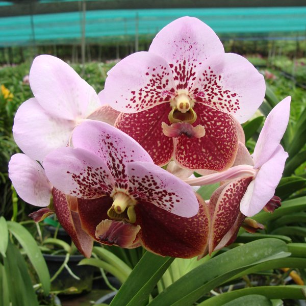 Vanda Taweesuksa Sanderiana (V367)