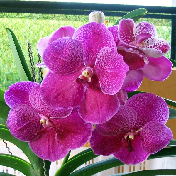 Vanda Doctor Anek 'Bai' (V368)