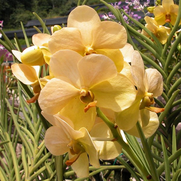 Aranda Putra gold (V370)