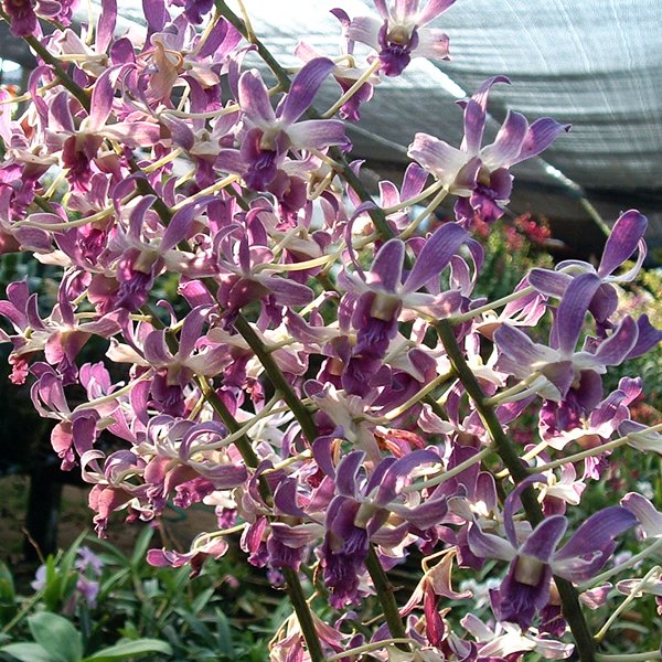 Dendrobium Betty Goto (X139)