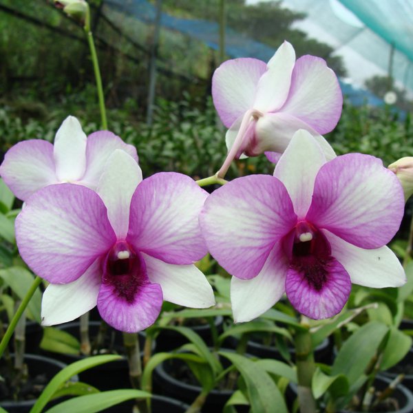 Dendrobium Bangkok Fancy (X259)
