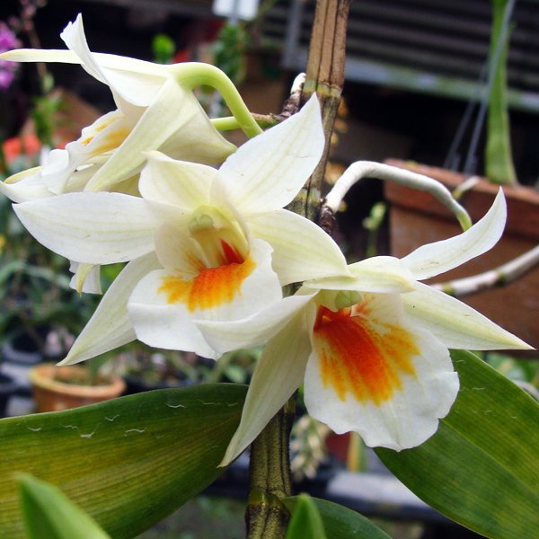 Dendrobium Dawn Maree (X314)