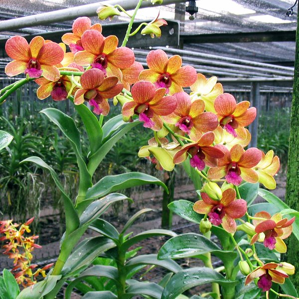 Dendrobium Bobby Messina (X339)
