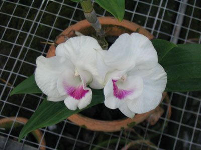 Dendrobium Formosum × Den Queen Southwich (X374)