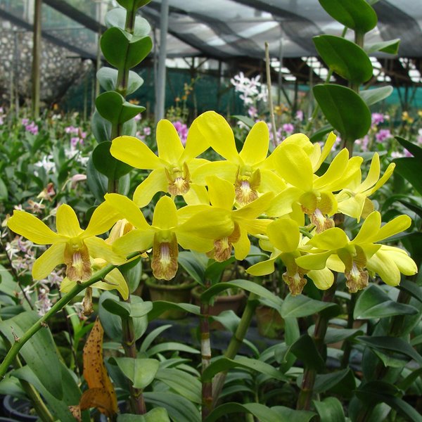 Dendrobium Anching Lubag × Thongchai Gold (X387)