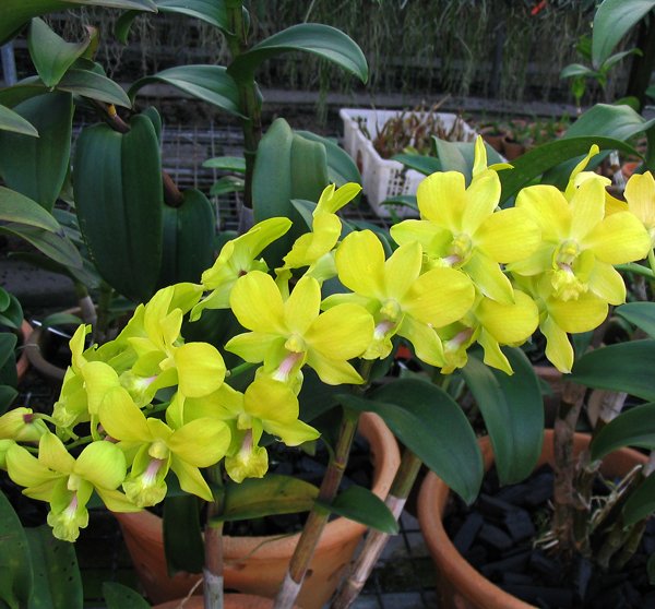 Dendrobium Beenana 'Master Piece' (X399)