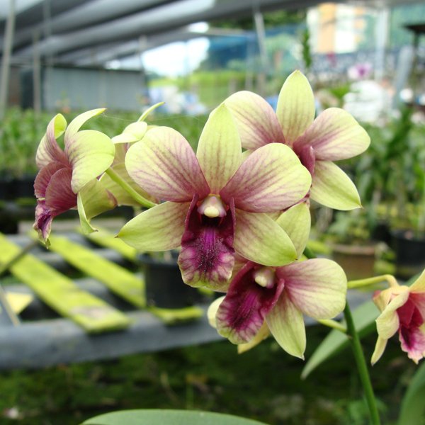 Dendrobium Burana Green × Compactum (X406)