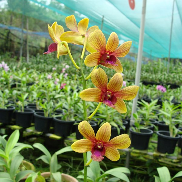 Dendrobium Pinwattana (X421)