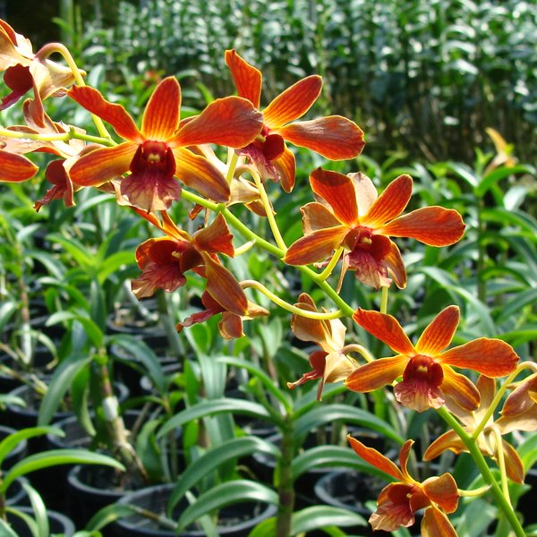 Dendrobium Thongchai Gold × Minnie (X436)