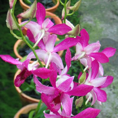 Dendrobium Judy Rose (X437)