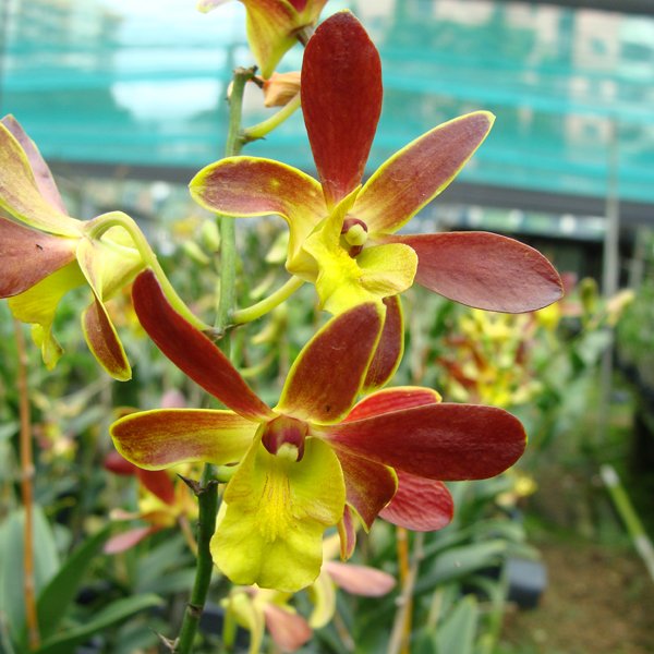 Dendrobium Burana × Minnie (X439)