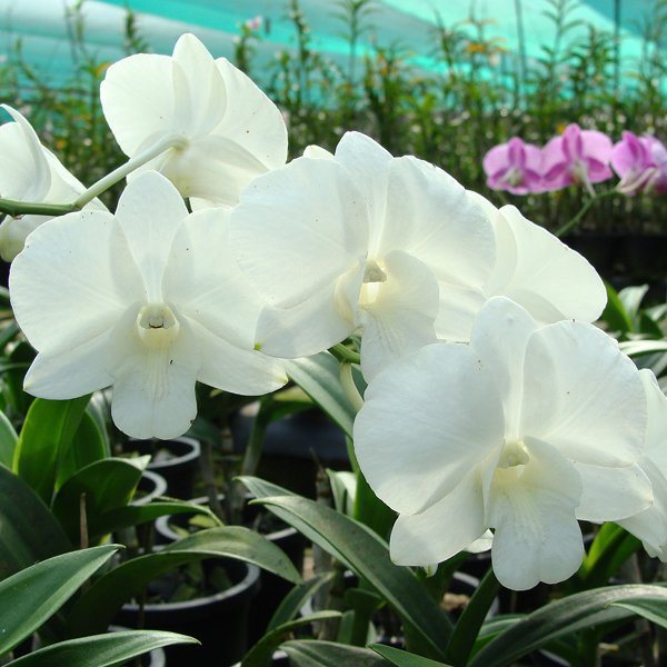 Dendrobium Burana White × Hirota White (X440)