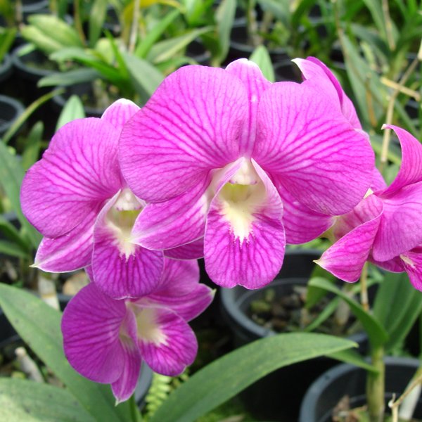 Dendrobium Burana Stripe (X445)