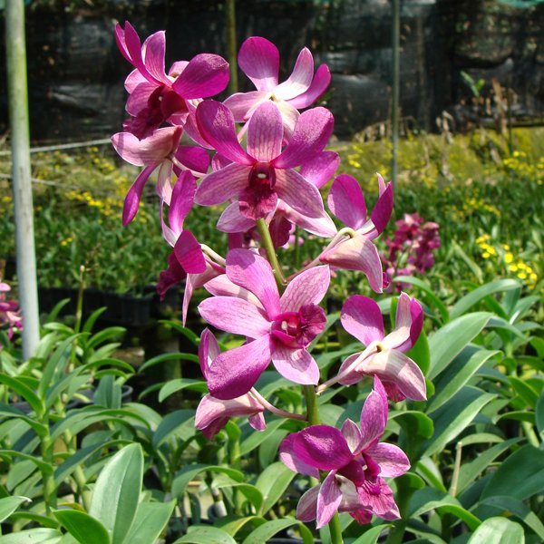 Dendrobium Burana Jade × May Neal × Norma Jackson (X460)