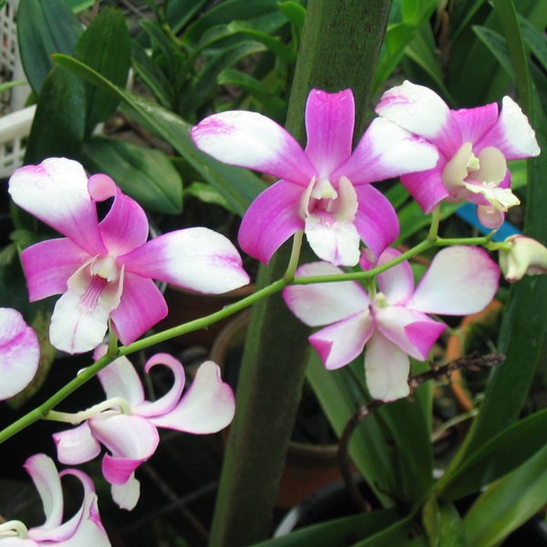 Dendrobium Shavin Spot (X462)