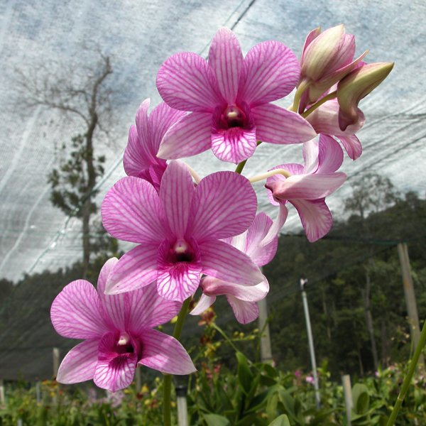 Dendrobium Mike Stripe 'White' (X484)