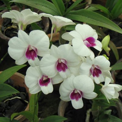 Dendrobium Biggibbum Var Compactum (X501)