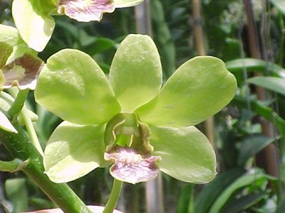 Dendrobium Palolo Sunshine × Burana Jade (X508)