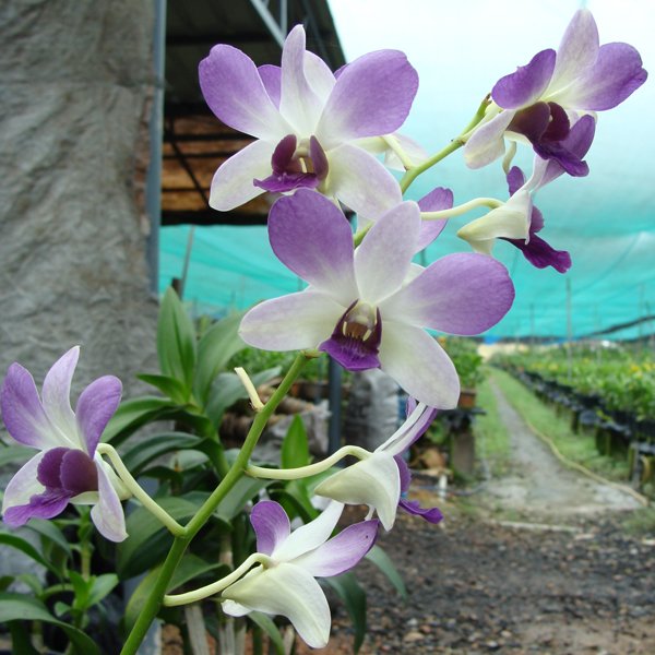 Dendrobium Aridang Blue (X510)