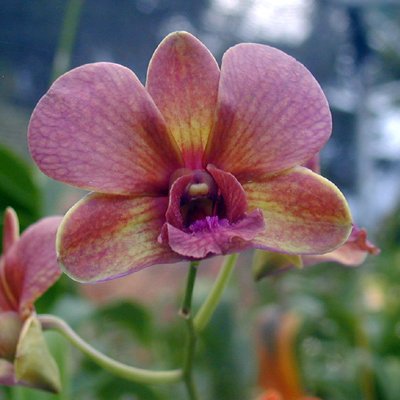 Dendrobium(Bobby Messina × Toyo) (X511)