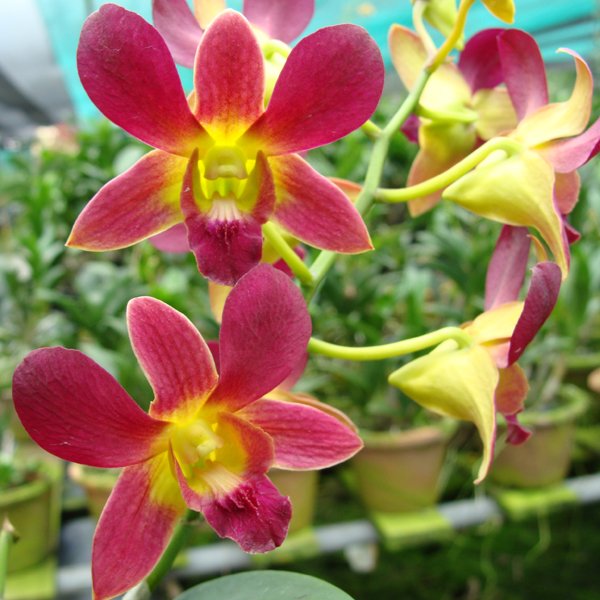 Dendrobium Aridang × Burana Sunday (X529)