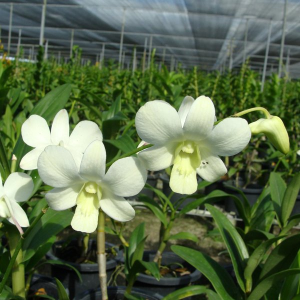 Dendrobium Adisak White (X532)