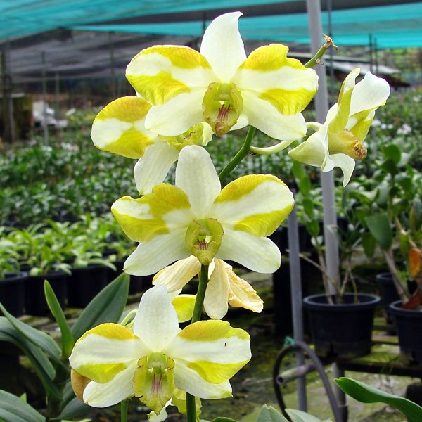 Dendrobium Nopporn Starbright (X544)