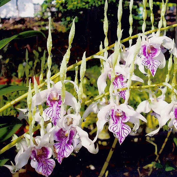 Species Plant-S Den Stratiotes (X545)