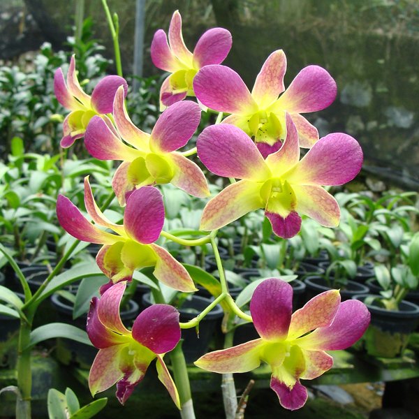 Dendrobium Pramot × Dendrobium Burana Green (X589)