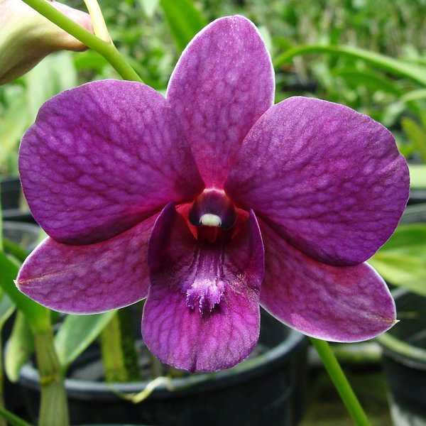 Dendrobium orchid