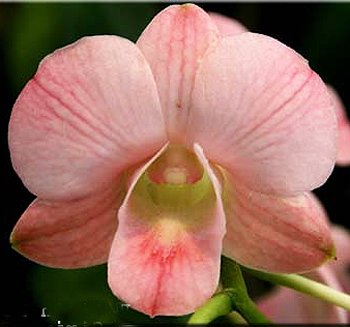 Dendrobium Sirin Beauty (X613)