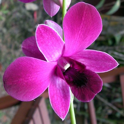 Dendrobium Tay Swee Keng × Senai Pink (X618)